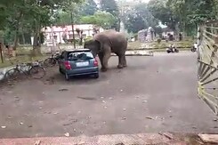 Watch: Elephant Takes A Car For Spin In Search Of Food Watch: Elephant Takes A Car For Spin In Search Of Food