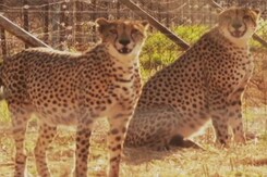 Cheetah Set For India Comeback With A Batch From Africa This Month Cheetah Set For India Comeback With A Batch From Africa This Month