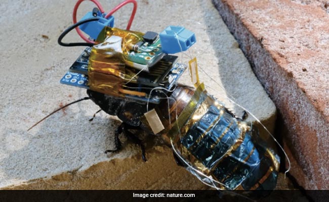 Scientists Create Cyborg Cockroaches With Solar-Powered Backpack To Help Inspect Hazardous Areas