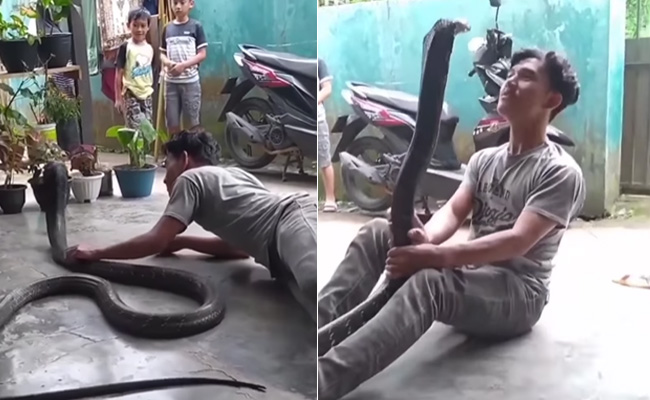 किंग कोबरा को हाथ में उठाकर डांस करने की गलती कर बैठा ये लड़का, देखें VIDEO किंग कोबरा को हाथ में उठाकर डांस करने की गलती कर बैठा ये लड़का, देखें VIDEO