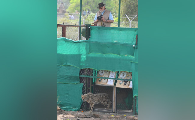 PHOTOS : सिर पर हैट, हाथों में कैमरा : चीतों को बाड़े में छोड़ने के बाद वाइल्ड फोटोग्रोफी में मशगूल दिखे PM मोदी