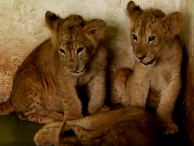 3 Adorable Lion Cubs Are Surat Zoo's Newest Residents