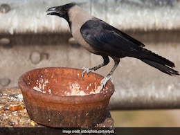 Pitru Paksha 2022: पितृ पक्ष में कौवे का क्यों दिया जाता है इतन महत्व, यहां जानिए Pitru Paksha 2022: पितृ पक्ष में कौवे का क्यों दिया जाता है इतन महत्व, यहां जानिए