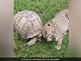 Viral Video: Cheetah Plays With Tortoise Rubbing Head In Its Shell, Internet Amazed Viral Video: Cheetah Plays With Tortoise Rubbing Head In Its Shell, Internet Amazed