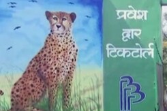 Re-Introduction Of Cheetahs In Kuno National Park Will Promote Tourism: Minister Re-Introduction Of Cheetahs In Kuno National Park Will Promote Tourism: Minister