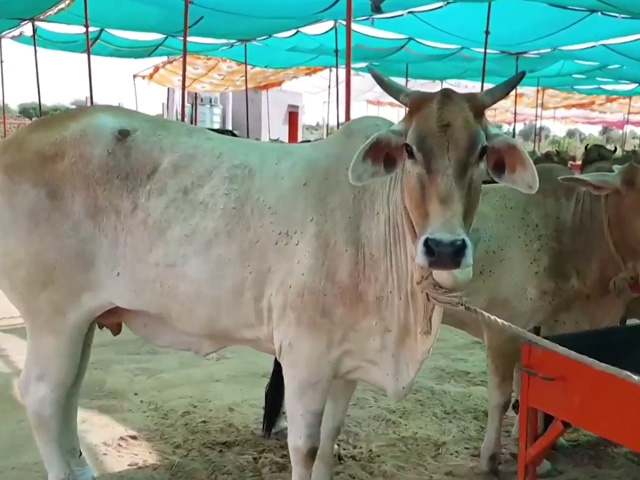 NDTV Ground Report: Inside A Medical Camp For Lumpy Virus-Infected Cows