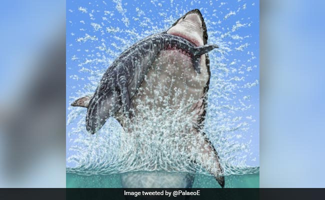 Megalodon Thrashed An Ancient Whale, Newly-Discovered Fossil Shows