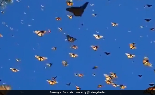 Video Of Monarch Butterflies Flying Under A Clear Blue Sky Memerises Internet