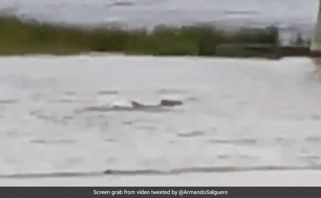 Viral Video Shows Sharks Swimming In Flooded Streets Of Fort Myers Amid Hurricane Ian