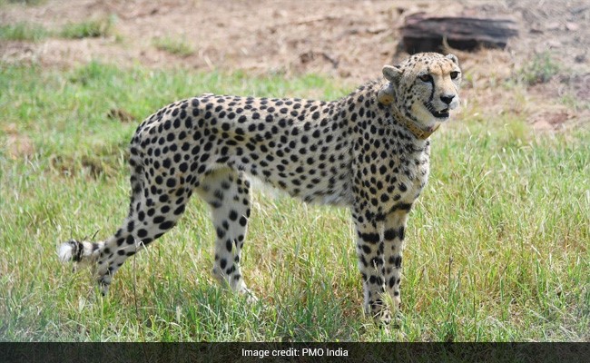 Entry, Hesitation, 360-Degree Scan: Cheetah's First Moments On Indian Soil