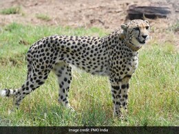 5 Cheetahs Released Into Wild In Madhya Pradesh's Kuno National Park 5 Cheetahs Released Into Wild In Madhya Pradesh's Kuno National Park