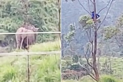 Video: Kerala Man Sits Atop Tree For Over An Hour To Escape Elephants Video: Kerala Man Sits Atop Tree For Over An Hour To Escape Elephants