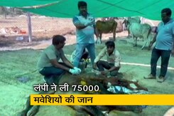 देश में लंपी बीमारी से 75 हजार मवेशियों की मौत, अब तक 13 राज्यों में सामने आए मामले  देश में लंपी बीमारी से 75 हजार मवेशियों की मौत, अब तक 13 राज्यों में सामने आए मामले