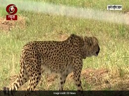 On Birthday, PM Releases Cheetahs Flown In From Africa: 10 Points On Birthday, PM Releases Cheetahs Flown In From Africa: 10 Points