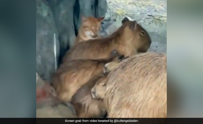 Watch: Cat Hides With A Herd Of Capybaras During Rain, Internet Says "Imposter"