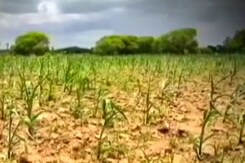 Concern Over Crop Output As 7 states Record Below Normal Rainfall Concern Over Crop Output As 7 states Record Below Normal Rainfall