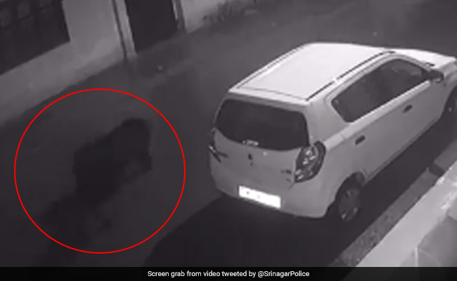 Video: Wild Bear, Cub Spotted In Srinagar, Residents Told To Stay Indoors