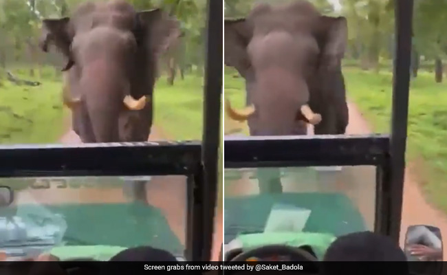 Viral Video: Elephant Charges Towards Safari Jeep, Narrow Escape For Tourists