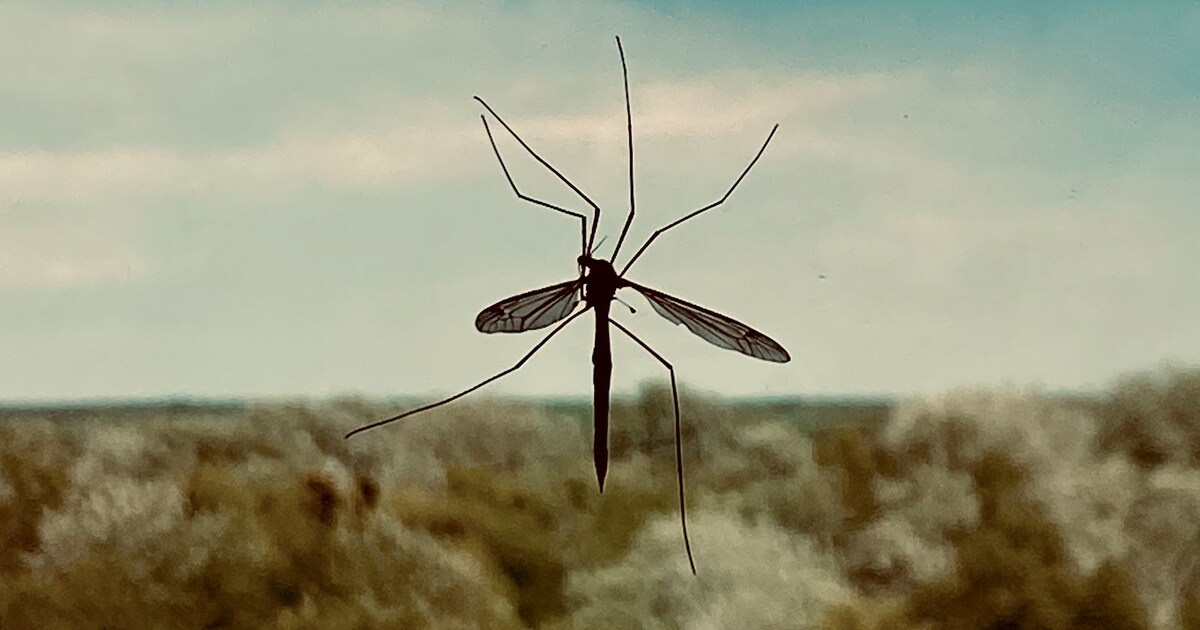 Machhar Insect मच्छर भगाने का देसी जुगाड़