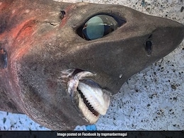 Viral Photo: Deep Sea Shark With Bulging Eyes And Bizarre Teeth Caught By Fisherman In Australia Viral Photo: Deep Sea Shark With Bulging Eyes And Bizarre Teeth Caught By Fisherman In Australia