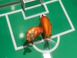 पानी के अंदर मछलियां आपस में खेल रही हैं फुटबॉल, वीडियो देख कहेंगे- कितने हुए Goal? पानी के अंदर मछलियां आपस में खेल रही हैं फुटबॉल, वीडियो देख कहेंगे- कितने हुए Goal?