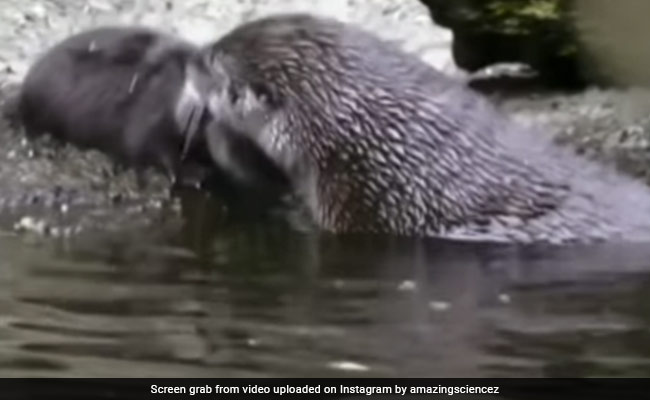 Watch: Mother Otter Teaches Its Baby Swimming, Internet Amazed