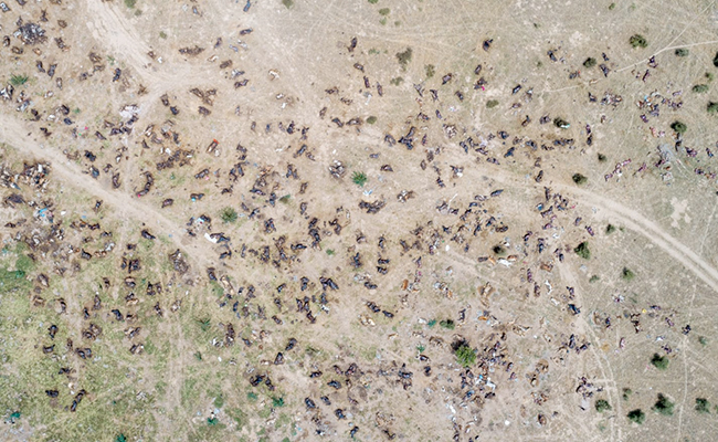 Viral Photo Claims To Show Thousands Of Cows Killed By Lumpy Virus, Officials Deny