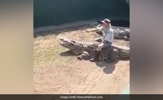 Shocking Video Shows 16-Foot Crocodile Attacking Zookeeper During Live Show