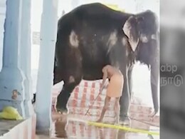 प्लास से नोची थी 'हथिनी' की त्वचा, VIDEO वायरल होने के बाद एक्शन में आई असम सरकार ने उठाया ये बड़ा कदम प्लास से नोची थी 'हथिनी' की त्वचा, VIDEO वायरल होने के बाद एक्शन में आई असम सरकार ने उठाया ये बड़ा कदम