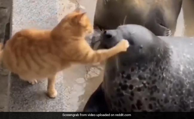 Cat With "Anger Issues" Slaps Seal In Hilarious Viral Video