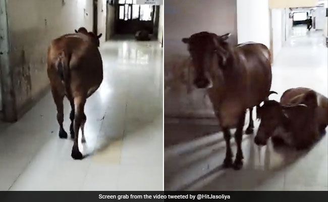 Video Shows Cow Taking A Stroll In Government Building In Gujarat
