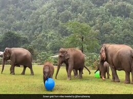 हाथी का बच्चा बड़ी सी बॉल के साथ मज़े से खेल रहा था, Video देख आप सारी टेंशन भूल जाएंगे हाथी का बच्चा बड़ी सी बॉल के साथ मज़े से खेल रहा था, Video देख आप सारी टेंशन भूल जाएंगे