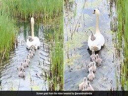 बत्तख पानी में तैर रही थी, एक बच्चा उसके ऊपर बैठा था, आनंद महिंद्रा बोले- इसे कहते हैं बिना टिकट यात्री बत्तख पानी में तैर रही थी, एक बच्चा उसके ऊपर बैठा था, आनंद महिंद्रा बोले- इसे कहते हैं बिना टिकट यात्री