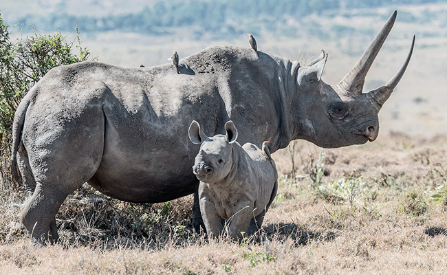 Poachers Involved In Assam Rhino's Killing Arrested, Horn Recovered