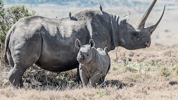 Dehorning Of Rhinos Can Help Save Them From Poachers, Suggests Study