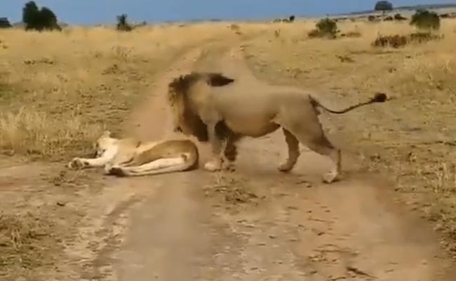 Watch: Lion Teases Lioness While Sleeping, Taught A Lesson