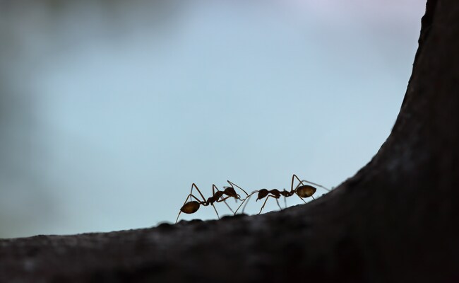 Parasites As Fountain Of Youth? Study Finds Infected Ants Live Much Longer