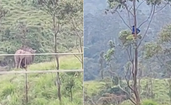 Video: Kerala Man Sits Atop Tree For Over An Hour To Escape Elephants