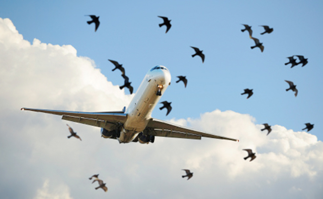 Video Shows Bird Flying Into US Military Jet, Causing It To Crash