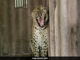 Female Leopard Rescued By Forest Department In Maharashtra Female Leopard Rescued By Forest Department In Maharashtra
