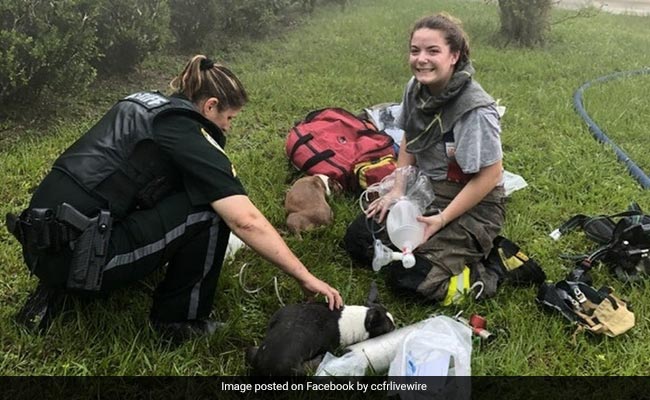 Amazon Delivery Agent In US Saves 3 Puppies From Burning House, Internet Calls Her "A Hero"