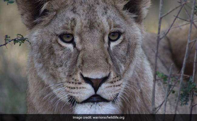 In Biggest Ever Warzone Rescue, 11 Lions Airlifted From Ukraine To US And South Africa