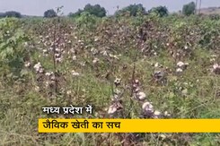 मध्य प्रदेश में जैविक खेती के नाम पर लूट, देखें खास रिपोर्ट मध्य प्रदेश में जैविक खेती के नाम पर लूट, देखें खास रिपोर्ट