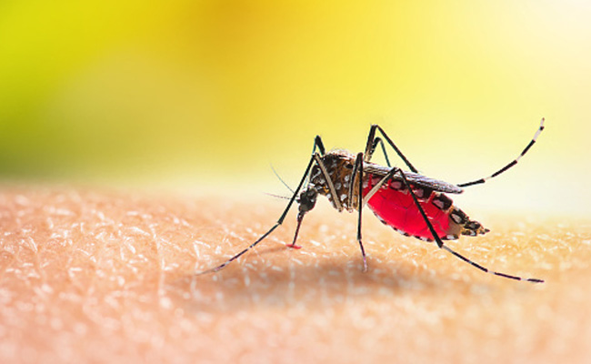 Amid Dengue Spike, Delhi Civic Body To Use Drones For Anti-Larval Spraying