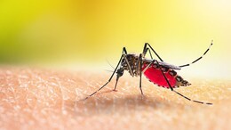 Rajasthan Dengue: राजस्थान में बढ़ रहे डेंगू के मरीज, बीकानेर में सबसे ज्यादा मामले, स्वास्थ्य विभाग ने किया अलर्ट