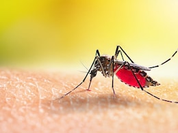 Rajasthan Dengue: राजस्थान में बढ़ रहे डेंगू के मरीज, बीकानेर में सबसे ज्यादा मामले, स्वास्थ्य विभाग ने किया अलर्ट Rajasthan Dengue: राजस्थान में बढ़ रहे डेंगू के मरीज, बीकानेर में सबसे ज्यादा मामले, स्वास्थ्य विभाग ने किया अलर्ट