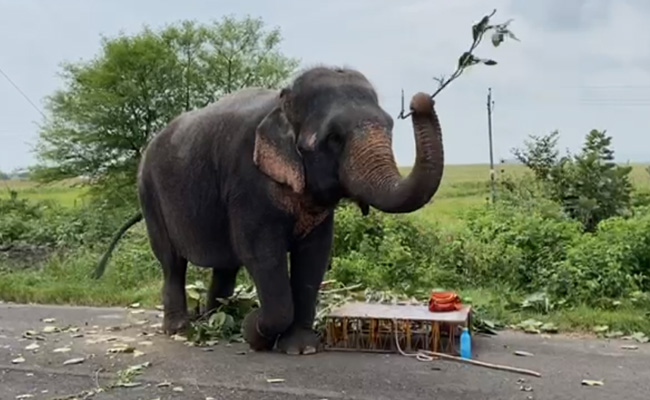 Video: Not Fed Bananas, Angry Elephant Kills Handler In Madhya Pradesh