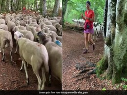 Watch: Hundreds Of Sheep Follow Runner On The Trail, Internet Finds It "Hilarious" Watch: Hundreds Of Sheep Follow Runner On The Trail, Internet Finds It "Hilarious"