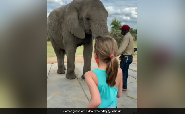 Viral Video: Elephant Mimics Little Girl's Dancing Steps In Adorable Way, Internet Surprised