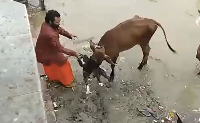 Video: Pit Bull Bites Cow In Mouth, Dog Owner Struggles To Intervene In UP